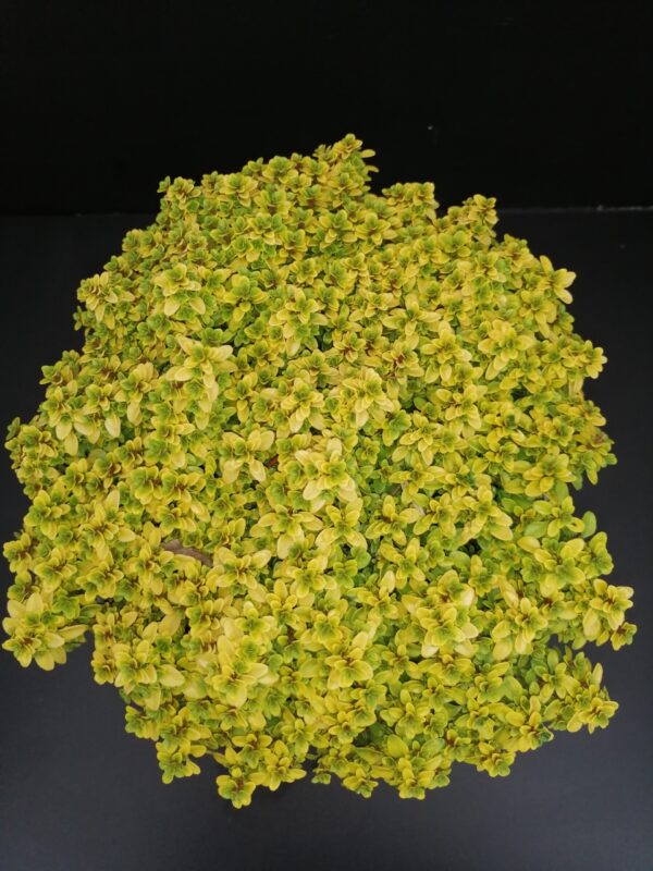 Thymus citriodorus Anderson Gold, pianta da esterno