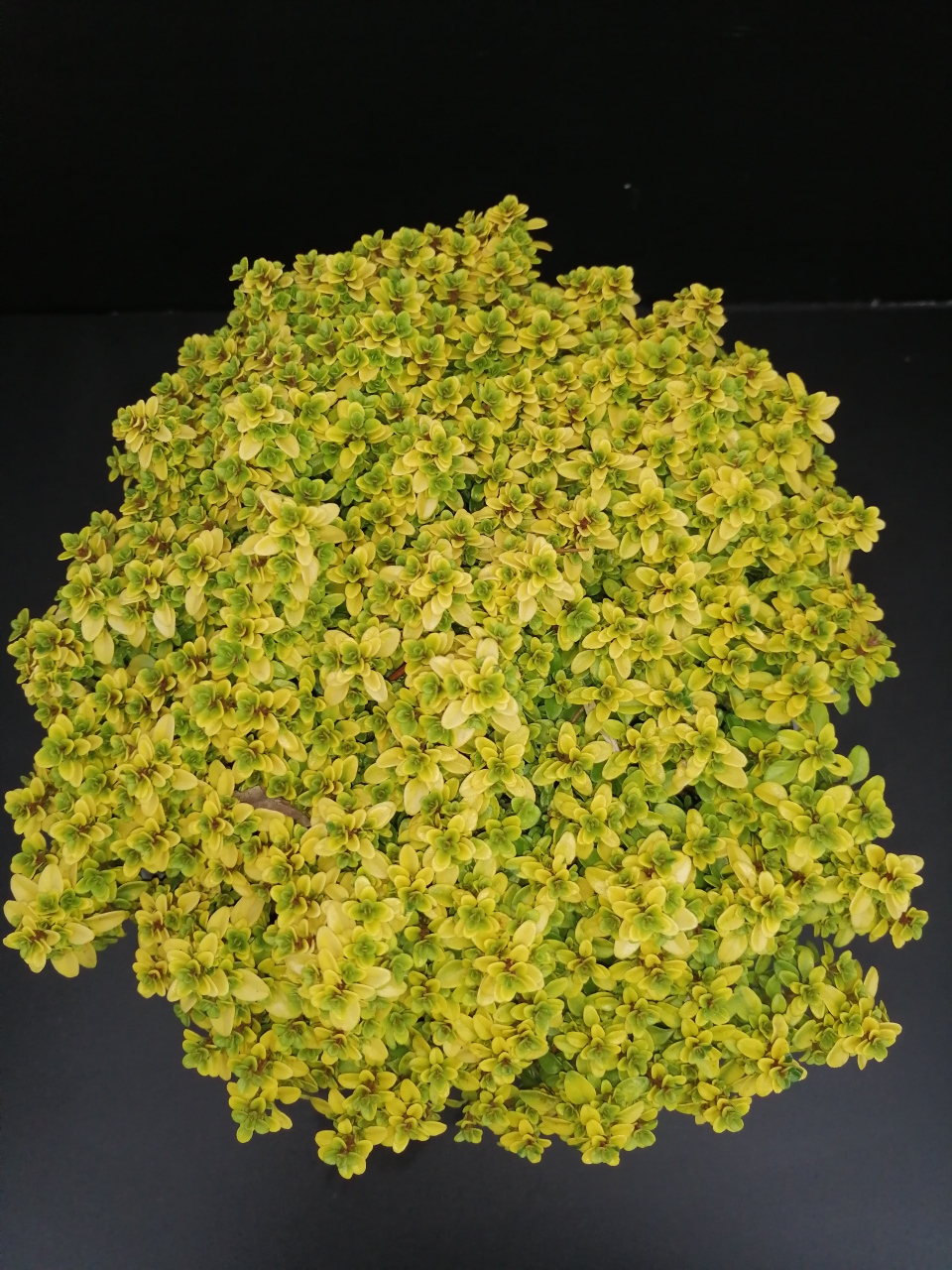 Thymus citriodorus Anderson Gold