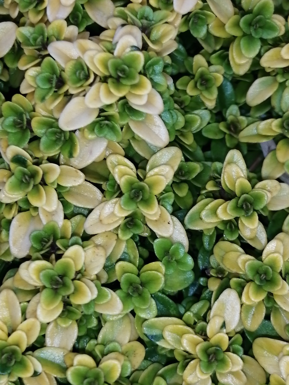 Thymus citriodorus Anderson Gold - immagine 2