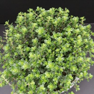 Thymus vulgaris  Timo