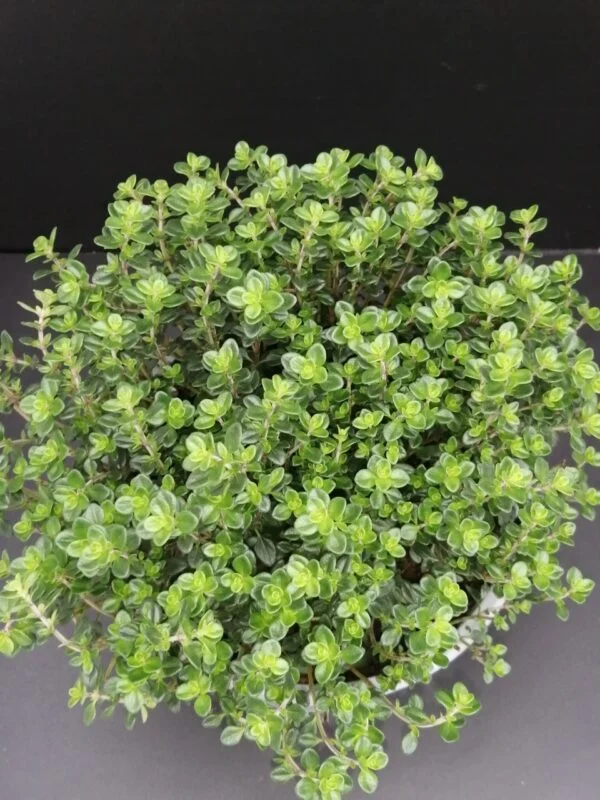 Thymus vulgaris  Timo, pianta da esterno
