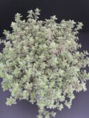 Thymus citriodorus Variegatus