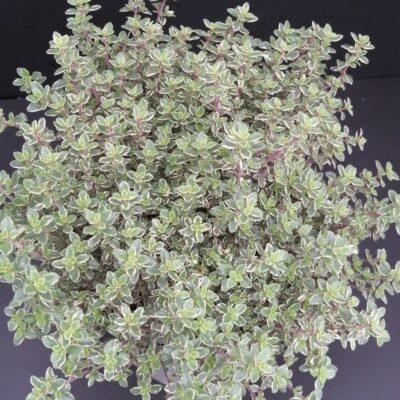 Thymus citriodorus Variegatus