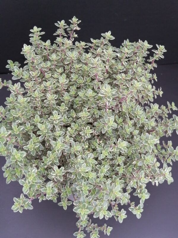 Thymus citriodorus Variegatus, pianta da esterno