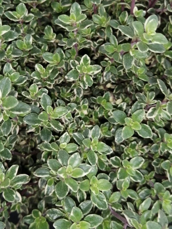Thymus citriodorus Variegatus, foto 2