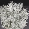 Helichrysum italicum, pianta da esterno