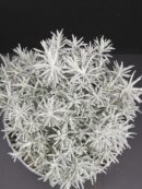 Helichrysum italicum