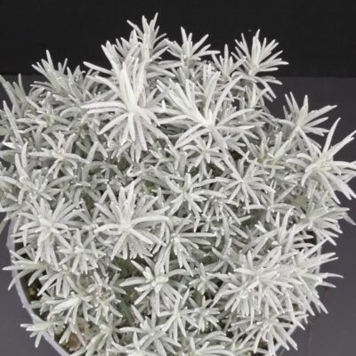 Helichrysum italicum