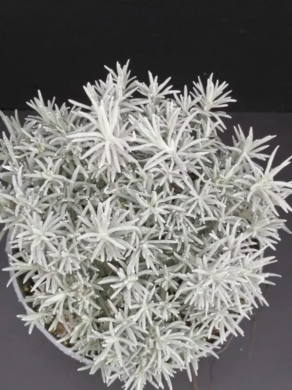 Helichrysum italicum, pianta da esterno
