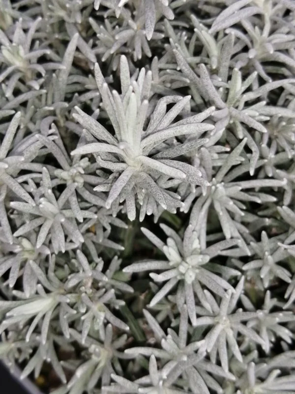 Helichrysum italicum, foto 2