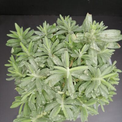 Lavandula angustifolia Hidcote