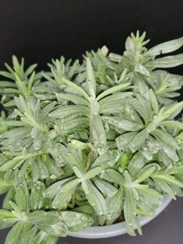 Lavandula angustifolia Hidcote, foto 2