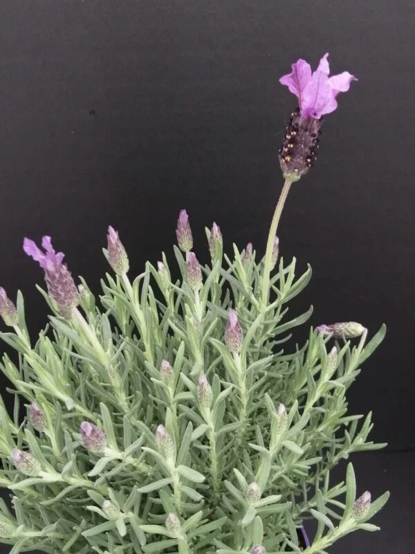 Lavandula stoekas, foto 2