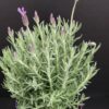 Lavandula stoekas, pianta da esterno