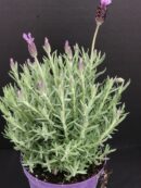 Lavandula stoekas
