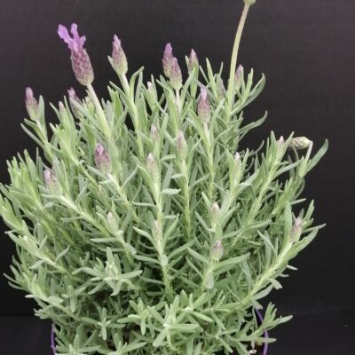 Lavandula stoekas