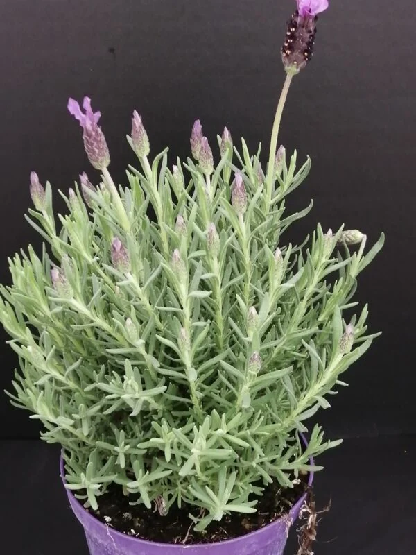 Lavandula stoekas, pianta da esterno