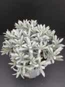 Lavandula angustifolia