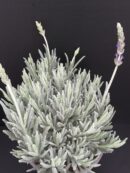 Lavandula dentata