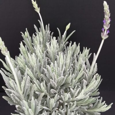 Lavandula dentata