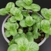 Mentha rotundifolia, pianta per orto e cucina