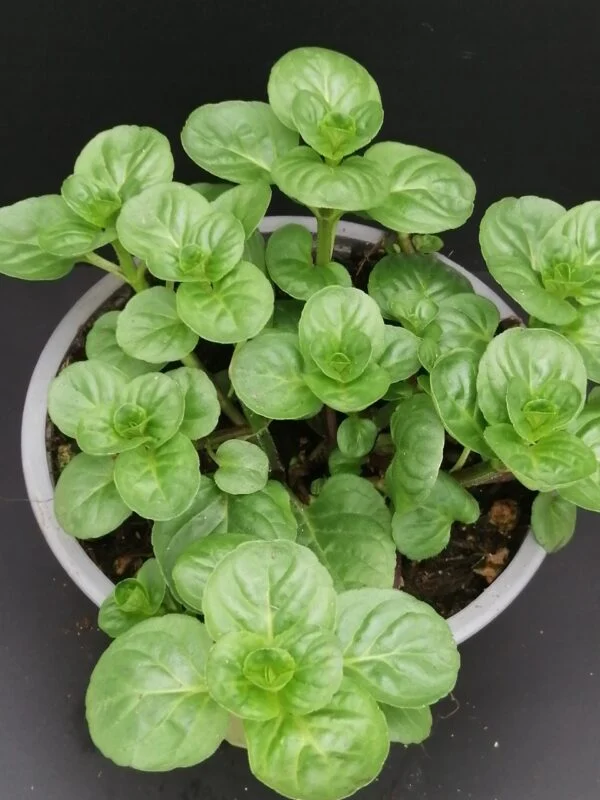 Mentha rotundifolia, pianta per orto e cucina
