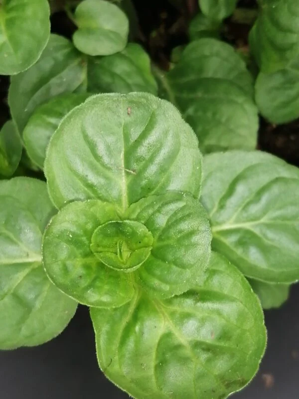 Mentha rotundifolia, foto 2