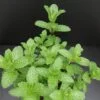 Mentha Mojito, pianta per orto e cucina