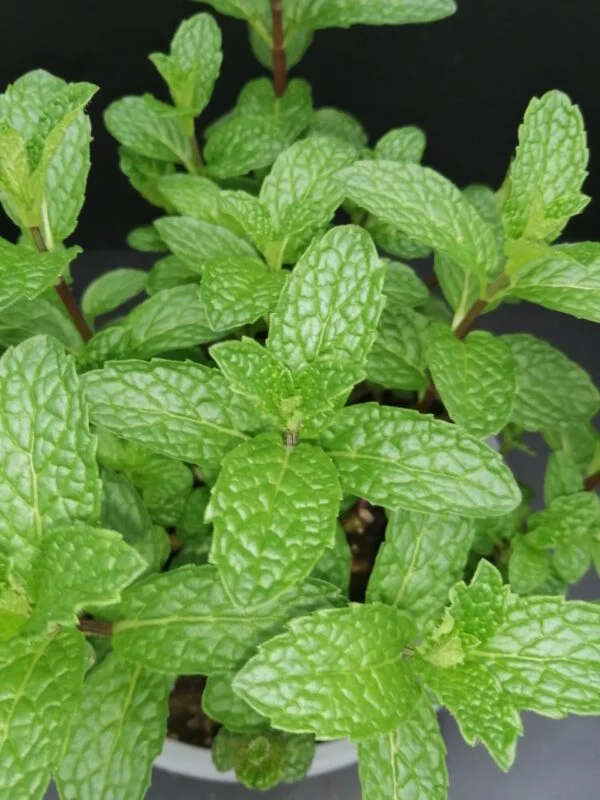Mentha Mojito, foto 2