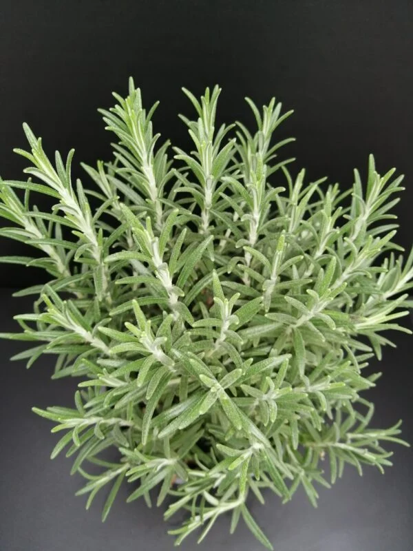 Rosmarinus officinalis, foto 2
