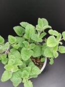 Melissa officinalis ssp.altissima, melissa al mandarino