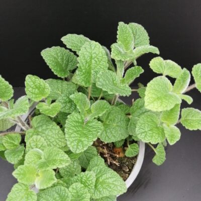 Melissa officinalis ssp.altissima, melissa al mandarino