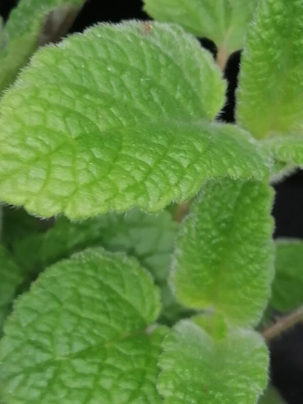 Melissa officinalis ssp.altissima, melissa al mandarino, foto 2