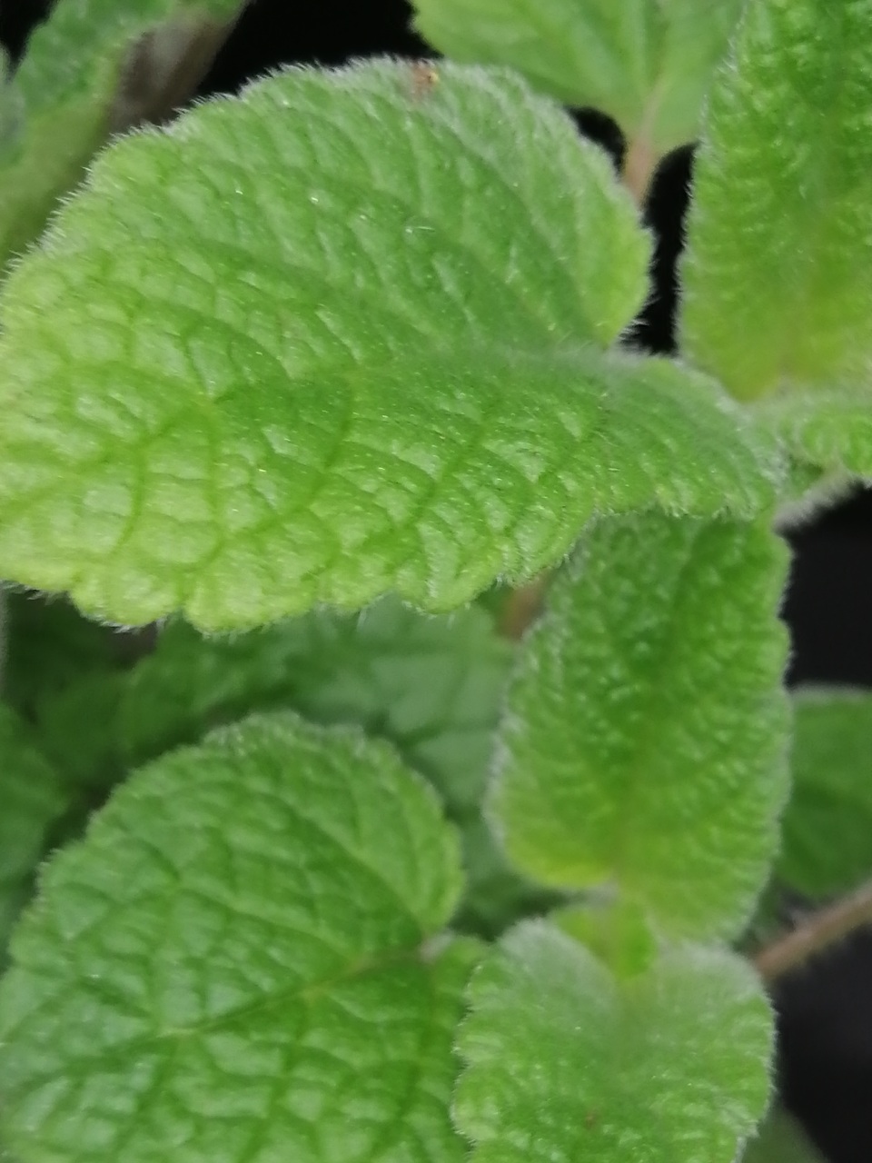 Melissa officinalis ssp.altissima, melissa al mandarino - immagine 3