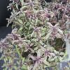 Erba Pepe, pianta per orto e cucina