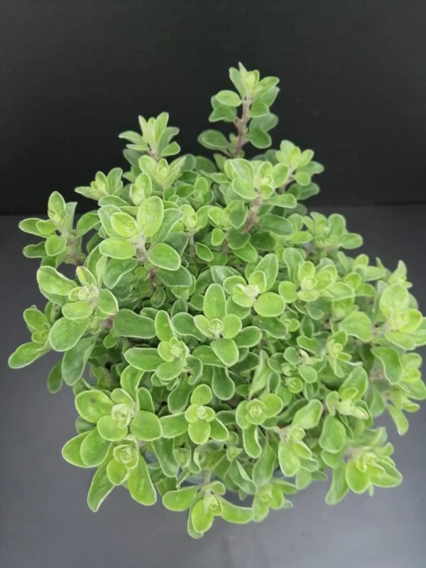 Origanum majorana, pianta per orto e cucina