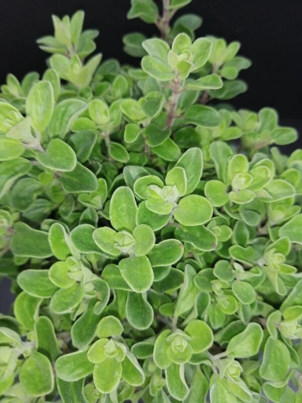 Origanum majorana, foto 2