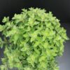 Origanum vulgare, pianta per orto e cucina