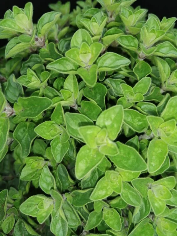 Origanum vulgare, foto 2