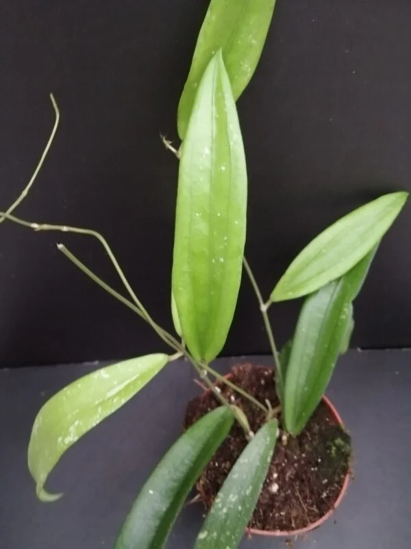Hoya rafflesia, pianta da interno