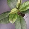 Hoya callistophylla Sabah, pianta da interno