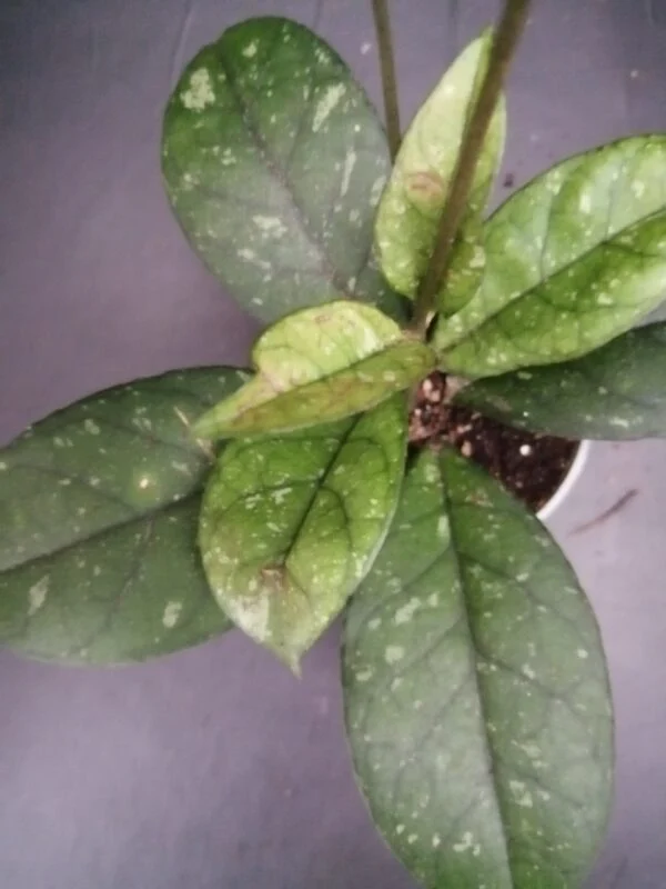 Hoya callistophylla Sabah, pianta da interno