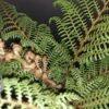 Cyathea tomentosissima, pianta da terrario