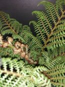 Cyathea tomentosissima