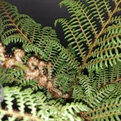 Cyathea tomentosissima