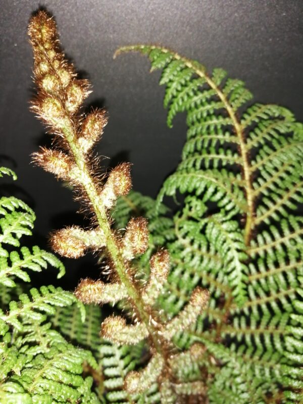 Cyathea tomentosissima, foto 3