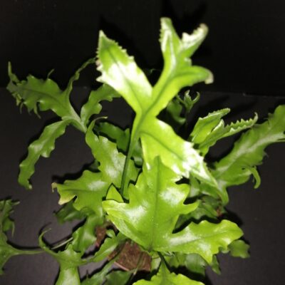 Microsorum Hawaiian Sunshine