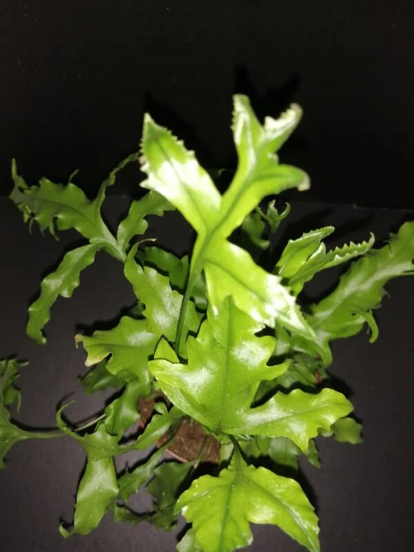 Microsorum Hawaiian Sunshine, pianta da terrario