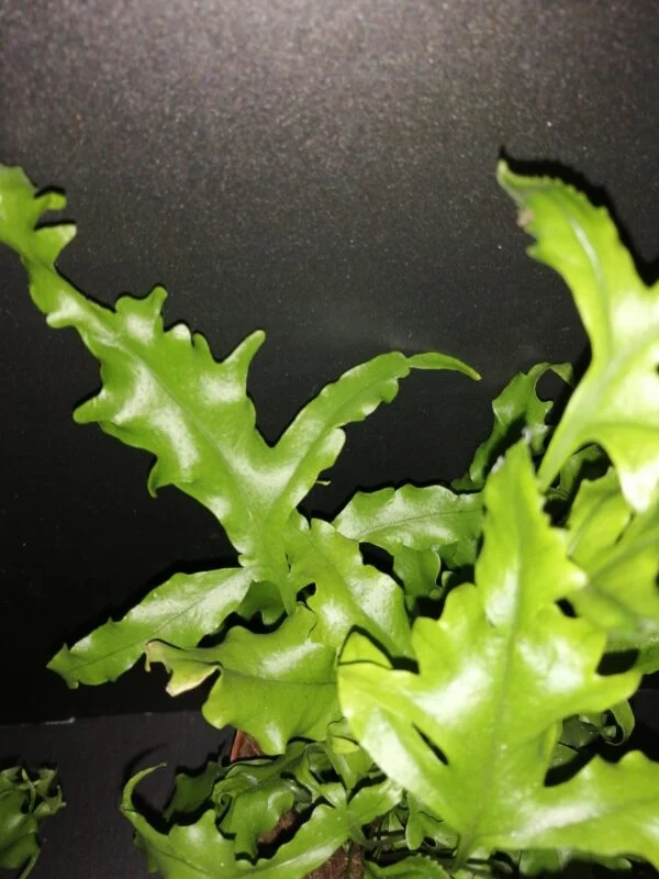 Microsorum Hawaiian Sunshine, foto 2