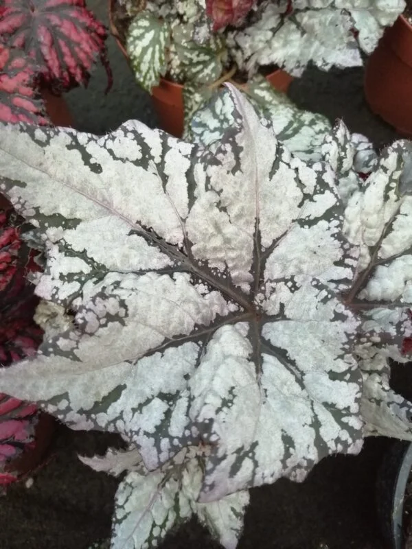 Begonia Star Light, foto 3